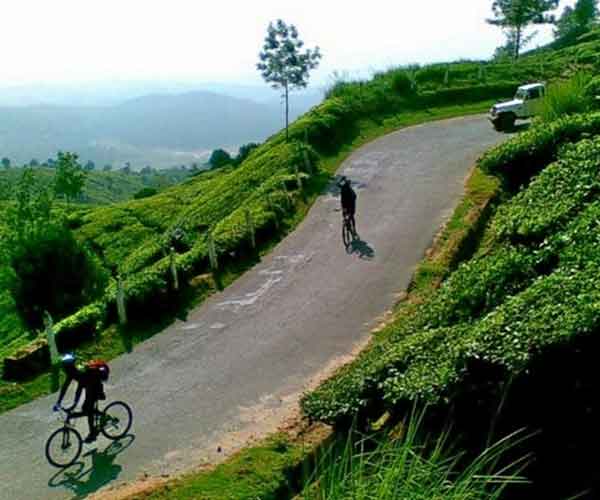 Cycling in Munnar