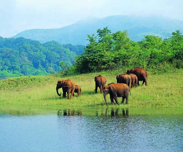 Wildlife Safari in Periyar